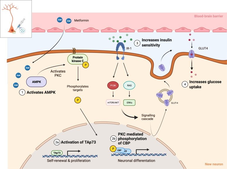 Integrated treatment options for metabolic health